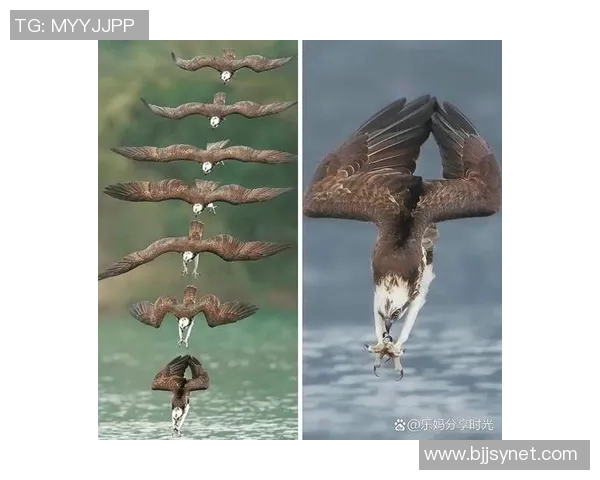 骑士与老鹰精彩对决比赛录像回顾及精彩瞬间分析